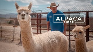 Why Alpaca Wool is Called the Fiber of the Gods  PARAGRAPHIC [upl. by Alyssa]