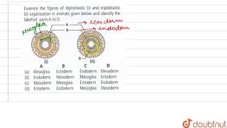 Examine the figures of diploblastic i and triploblastic ii organisation in animals given below [upl. by Amalbergas867]