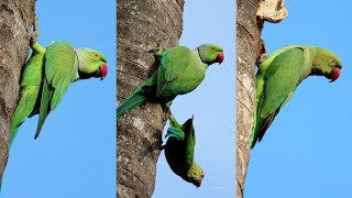 Roseringed parakeet birds  Bird watching birds [upl. by Joleen93]