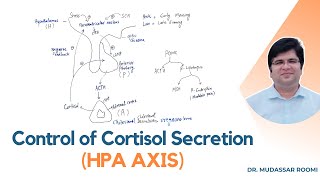 Control of Cortisol Secretion  Cortisol Regulation  Glucocorticoids  Adrenal Gland Endocrinology [upl. by Erreit]