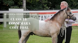 Class Eighteen Colt Foal  98th Annual Connemara Pony Show [upl. by Neetsuj380]