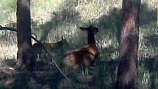 Elk Calves Mewing  Things to See in Colorado  Colorado Elk [upl. by Aldis212]