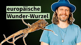 Die unglaubliche Kraft der Kardenwurzel [upl. by Hess]