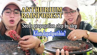 PAANO MAGPARAMI NG ANTHURIUM RAINFOREST STEP BY STEPANTHURIUM RAINFOREST PROPAGATION BY SEEDS [upl. by Aldos]