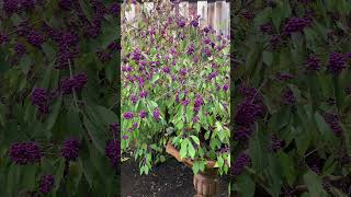 Why we call Callicarpa beautyberry landscaper garden shrubs gardening [upl. by Willms]