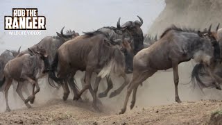 Great Migration Crossing The Mara River  Maasai Mara Safari  Zebra Plains [upl. by Oirrad]