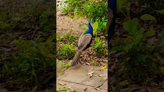 Peacock 🦚 radheshyam vrinda song radha motivation vrindavaan bhaktisong mor viralshort [upl. by Yelhs]