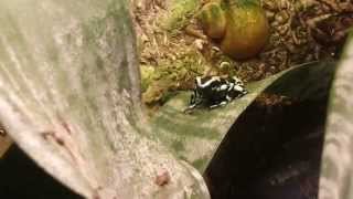 Dendrobates auratus calling [upl. by Algernon]