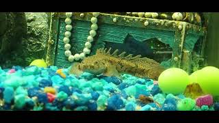 New young bichir feeding bicher aquarium fishingvideo [upl. by Aerdnaz]