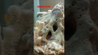 Cichlids Setup fishroom cichlid aquascape cichlidtank [upl. by Adnamal]