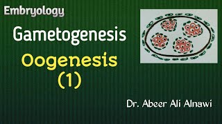 9 EmbryologyGametogenesis part 2 Oogenesis 1 Dr Abeer Ali Alnawi [upl. by Airamzul]