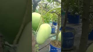 বারোমাসি আম গাছ। bangladesh fruit mango tree viralshort video [upl. by Rtoip]