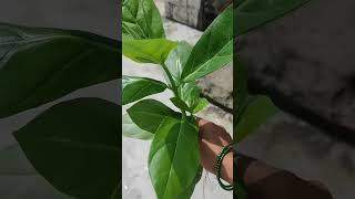 Removing calotropis Plant from My Garden A StepbyStep Guide short ytshorts viral shorts [upl. by Yeung]