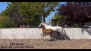 Yeguas y potros julio 2024 Ganadería Hermanos de la Fuente · AEQUIMA [upl. by Nod640]