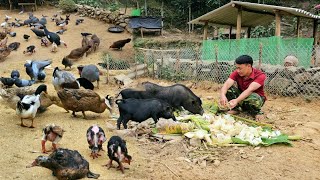 farm development raising livestock with food sources available in nature [upl. by Uyekawa]