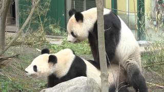 Giant Pandas mate in captivity for the first time in Europe [upl. by Ikkaj]