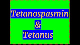 Tetanospasmin amp Tetanus [upl. by Latoya]