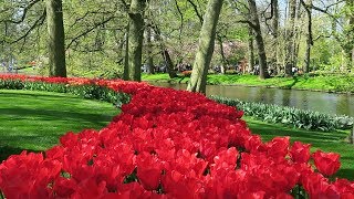 Keukenhof garden 2019 Lisse Netherlands [upl. by Abbey]