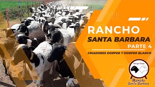 Rancho Santa Barbara Criadores Raza Dorper Parte 4 [upl. by Gschu]