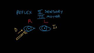 Cranial Nerve Testing Direct and Indirect Light Reflexes [upl. by Devina]