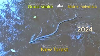 Grass snake aka Natrix helveticus New forest [upl. by Annil]