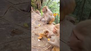 🐒🥰Ak Monkey bacche ko fakta hua Dusra Monkey 🐒ko गले लगाते हुए 🥰🐒 viralvideo trending 🔥🔥tre [upl. by Oiretule708]