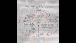 Nitrogen cycle in biology [upl. by Birkner943]