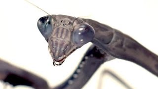 Slow Motion Praying Mantis Attack  Slo Mo  Earth Unplugged [upl. by Shanon900]