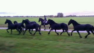 Jonge paarden naar binnen brengen  Friesian horse [upl. by Gladdie]