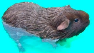 Guinea Pig Bath Time [upl. by Marvin]