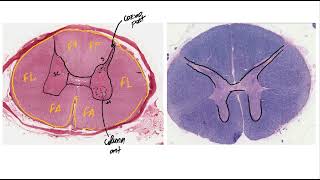 Aspectos de histologia do sistema nervoso PRATICA [upl. by Laefar]