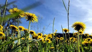 Frühling  De Hüpp – Naturjodel  Jodlerklub Männertreu Nesslau  Toggenburg [upl. by Eeimaj]