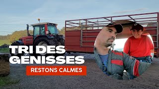 tri des génisses  restons calmes [upl. by Macdonald]