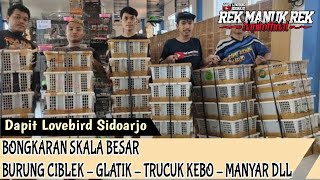 BONGKARAN SEKALA BESAR BURUNG CIBLEK  GLATIK  TRUCUK KEBO  MANYAR DLL [upl. by Nevram983]