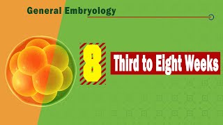 𝟎𝟖 𝐓𝐡𝐢𝐫𝐝 𝐭𝐨 𝐞𝐢𝐠𝐡𝐭 𝐰𝐞𝐞𝐤𝐬 𝐨𝐟 𝐝𝐞𝐯𝐞𝐥𝐨𝐩𝐦𝐞𝐧𝐭 التطور الجنينى من الأسبوع الثالث الى الثامن [upl. by Heck88]
