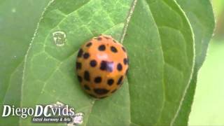 Epilachna borealis Coccinellidae  Coleoptera lady Beetle orange [upl. by Jessika]