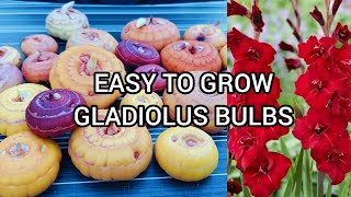 Gladiolus Bulbs Growing amp Care Tips gladiolus garden gardening [upl. by Avie]