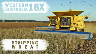 Stripping Wheat  Western Australia 16x  Ep12  FS19 [upl. by Salangia]