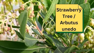 Strawberry Tree  Arbutus unedo [upl. by Milly]