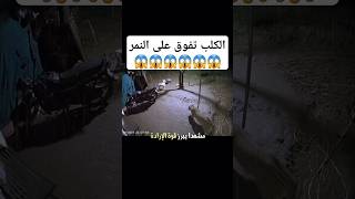 😱😱😱 اكسبلور كلبحراسة كلبذكي نمر خطر شجار حيوانات مفترسة [upl. by Doss706]