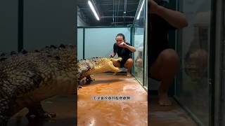 How the crocodile training gone wrongshorts shortvideo shortsfeed trendingshorts [upl. by Peugia378]