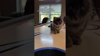 Two Kittens Turn Air Hockey Into The Perfect Game [upl. by Shaer275]