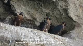 Peregrine Falcon Falco peregrinus ernesti  Chicks  Eyases  Chiu S C DSCN4512 [upl. by Norri]