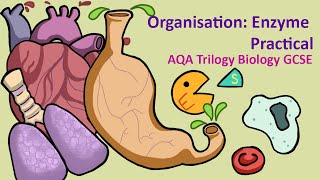 Science  Biology  GCSE  AQA  Organisation Enzyme Practical [upl. by Enhpad]