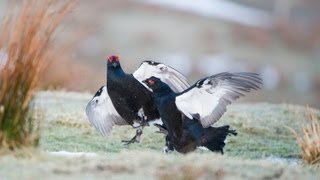 Black Grouse Lek [upl. by Rorry534]