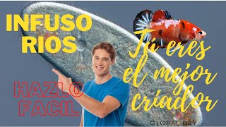 COMO HACER INFUSORIOS para PECES y ALEVINES METODO SUPER SENCILLO GLOBALD RY [upl. by Jacy]