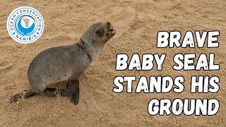 Brave Baby Seal Stands His Ground [upl. by Iggy]