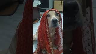 Mummy Ji ham to yese hi Google Se download Kiye the…😂🦮 funny labrodar 2024 doglover shorts [upl. by Brieta23]