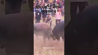 Zunj premi mahad bhiwandi redajhunjh shortsvideo bull [upl. by Nyrahs733]