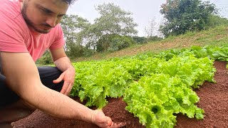 COMO PREPARAR O SOLO PARA HORTA  Passo a passo [upl. by Humpage]